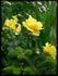 Bayerngold ® rose photo