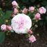 Athyou rose photo