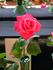 Mike Sheppard rose photo