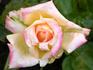 Champion rose photo