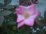 County Fair rose photo