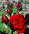 Nikita ® rose photo