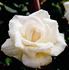 Bernina ® rose photo