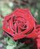 Bimboro ® rose photo