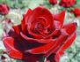 Dallas rose photo