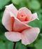 Desirée ® rose photo