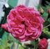Elveshörn ® rose photo