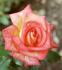 Gay Gordons ® rose photo