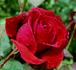 Joséphine Baker rose photo