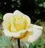 Lord Gold ® rose photo