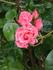 Agatha Christie rose photo