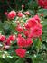 Elveshörn ® rose photo