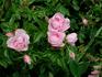 <i>Rosa virginiana plena</i> rose photo