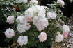 Greenall's Glory rose photo