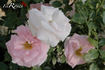 Greenall's Glory rose photo