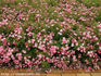 Easy Cover rose photo