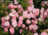 Easy Cover rose photo