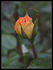 Holy Toledo rose photo
