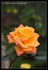 Holy Toledo rose photo