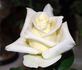 Dream Come True rose photo