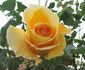 Eleonora ® rose photo