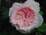 Kisme rose photo