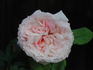Kisme rose photo