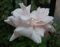Sachsengruss rose photo
