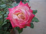 Regina Lee rose photo