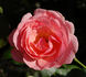 Sorbet rose photo