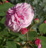 Sultane Favorite rose photo