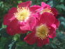 Star Delight rose photo