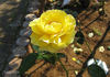 Princess Michael of Kent ® rose photo