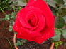 Vino Rosso rose photo