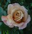 Rebecca Susan rose photo