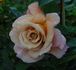 Rebecca Susan rose photo