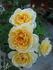Lemon Pearls rose photo