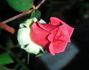 Fiesta Ruby rose photo