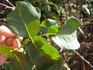 Comtesse de Caserta rose photo
