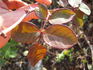 Comtesse de Caserta rose photo