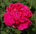 Urdh rose photo