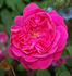 Urdh rose photo