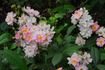 Belle des Fagnes rose photo