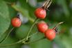 Eglantine des Fagnes rose photo