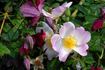 Eglantine des Fagnes rose photo