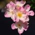 Eglantine des Fagnes rose photo