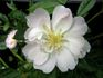 Madame Christiane Maquet rose photo
