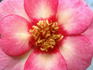 Halo Glory rose photo