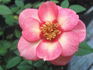 Halo Glory rose photo