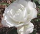 Remembering Dee ™ rose photo